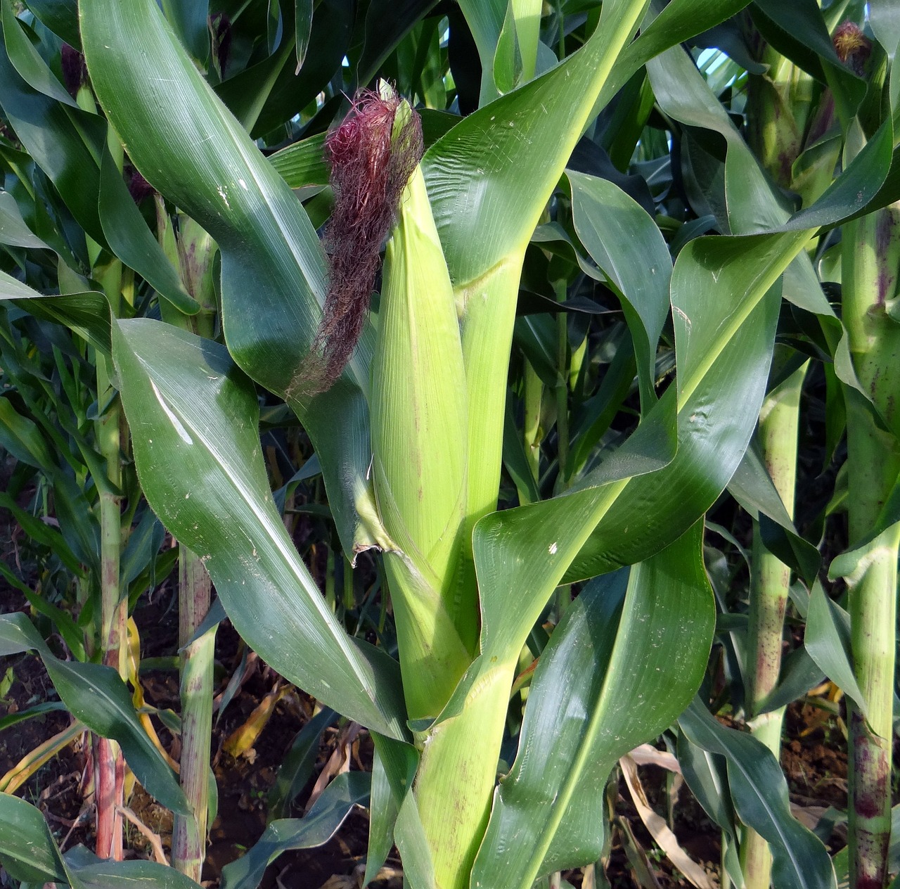 Kukurydza gnieciona jako ważne pasmo dla żywienia zwierząt hodowlanych